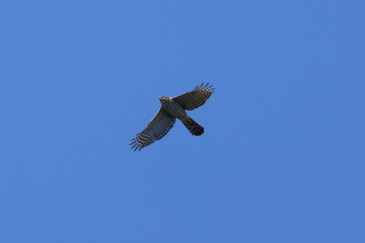 Cooper's Hawk - ML643018583