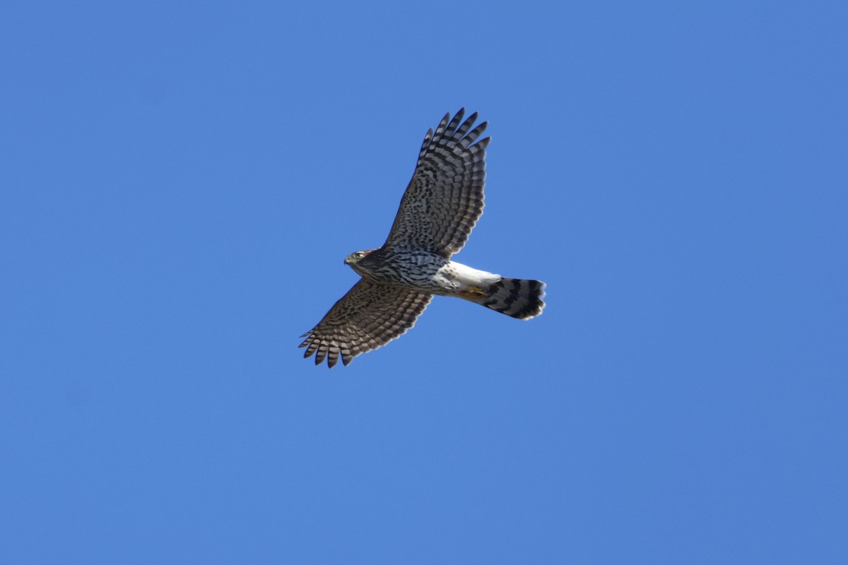 Cooper's Hawk - ML643018584
