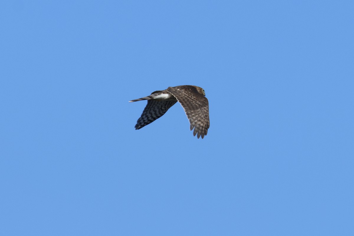 Cooper's Hawk - ML643018585