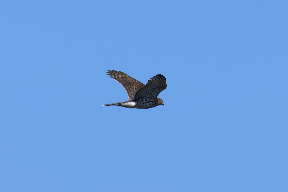 Cooper's Hawk - ML643018586