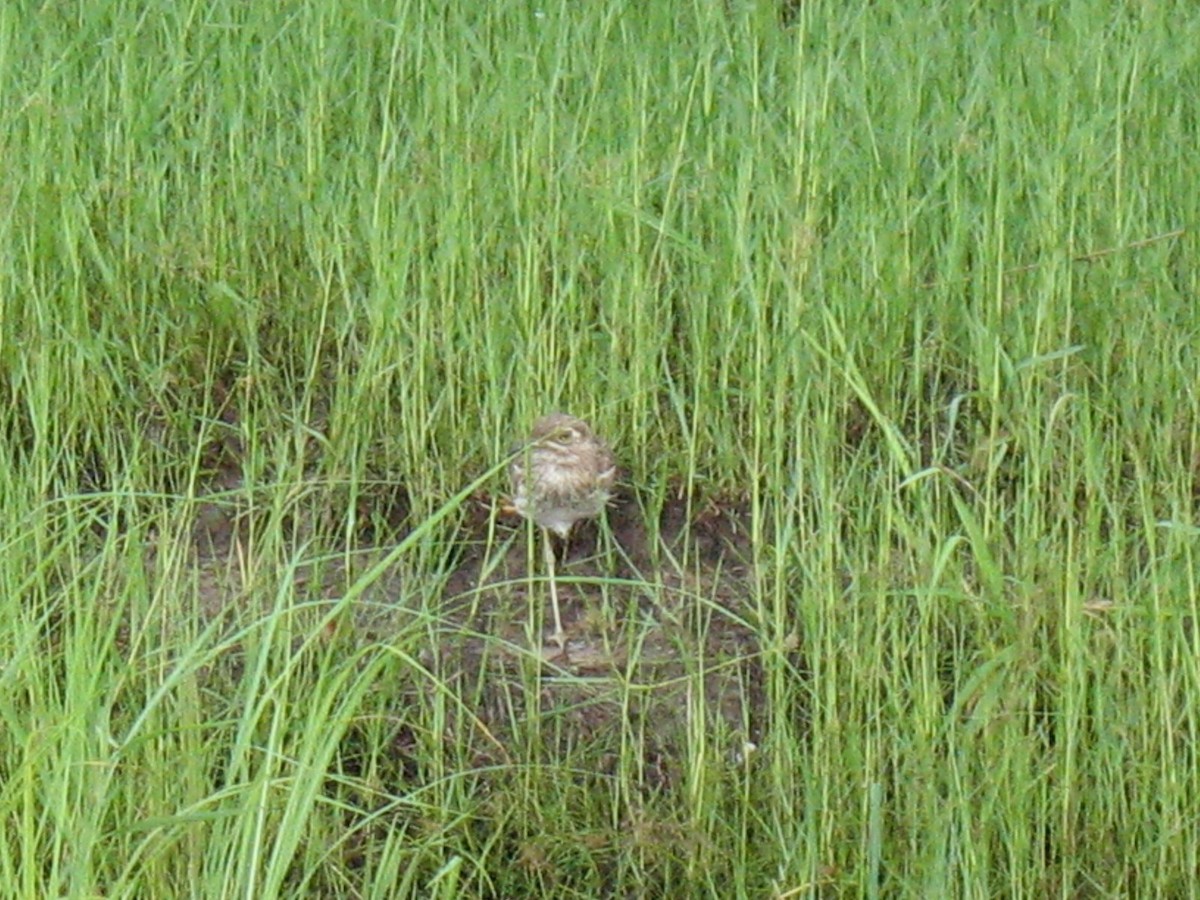 Water Thick-knee - ML643018587
