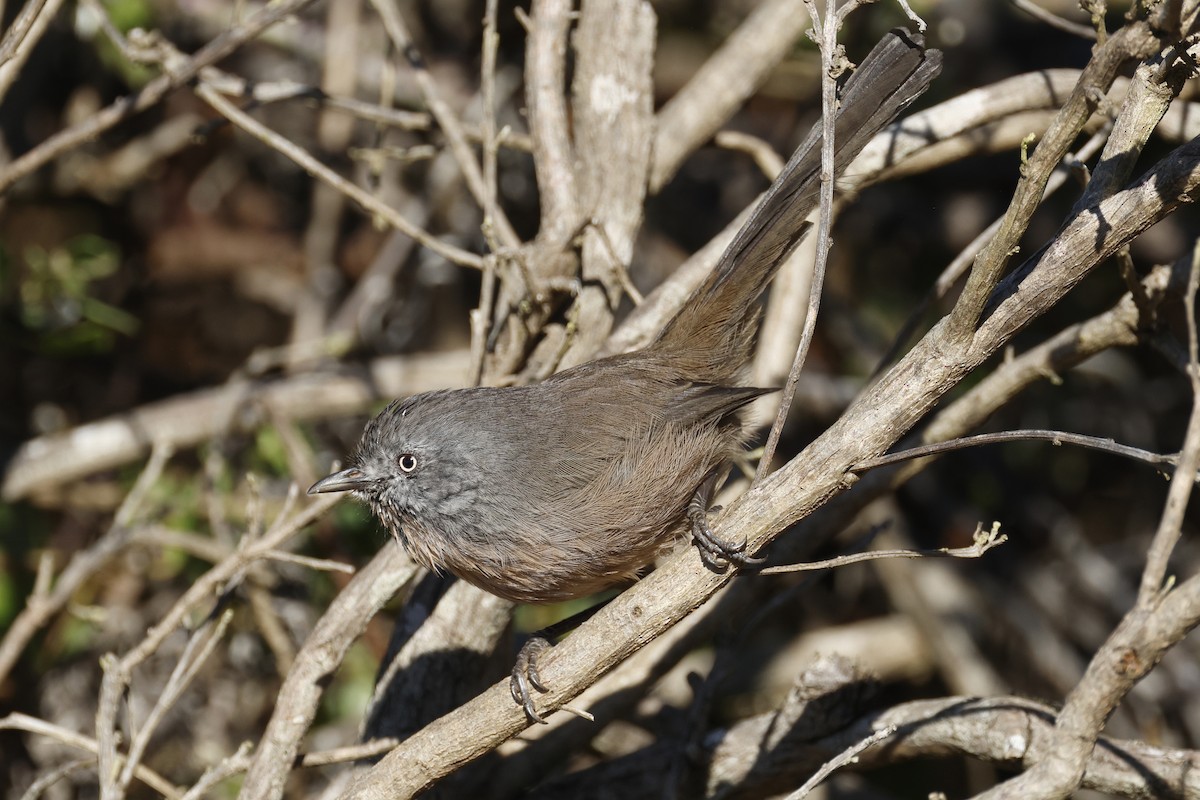 Wrentit - ML643018614