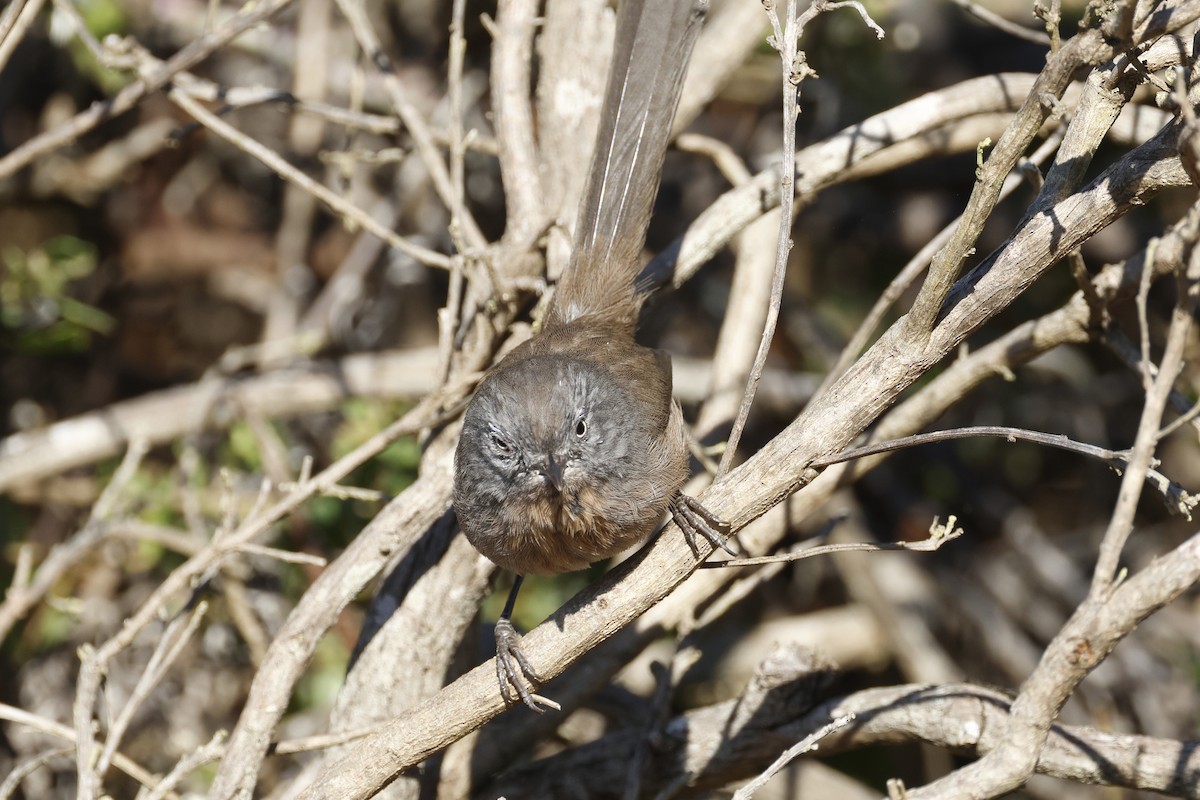 Wrentit - ML643018615