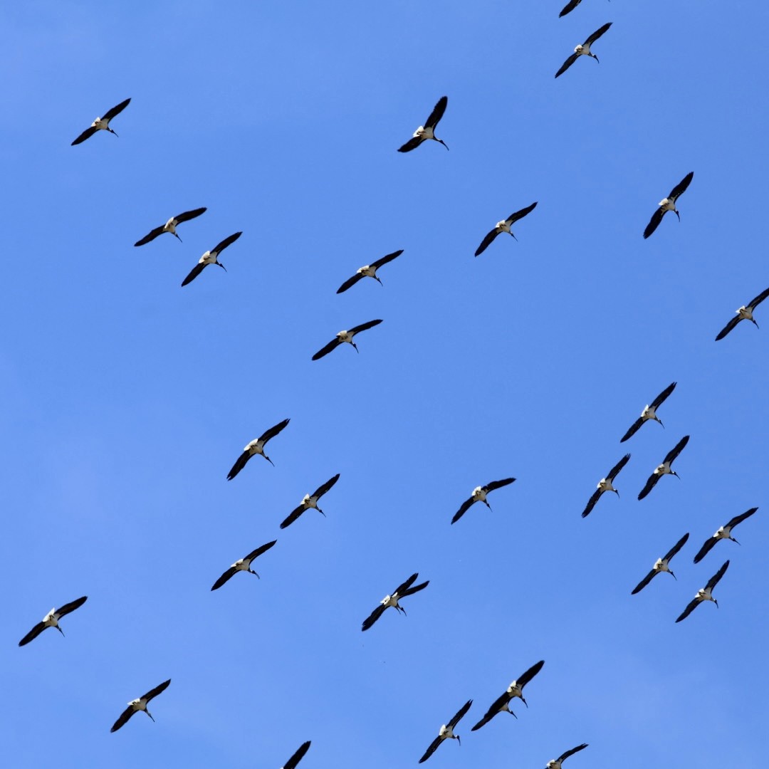 Straw-necked Ibis - ML643018623