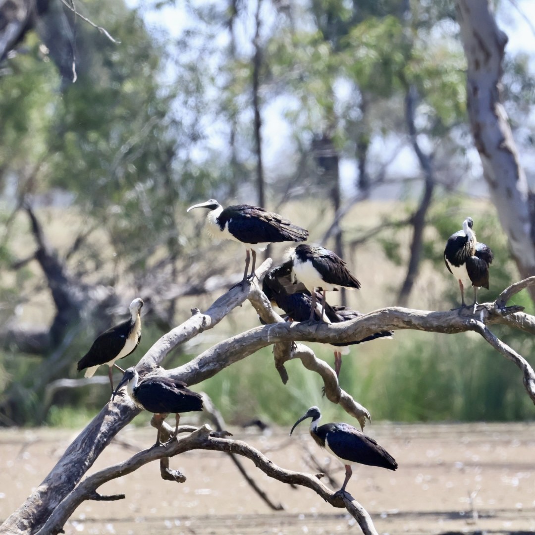 Straw-necked Ibis - ML643018625
