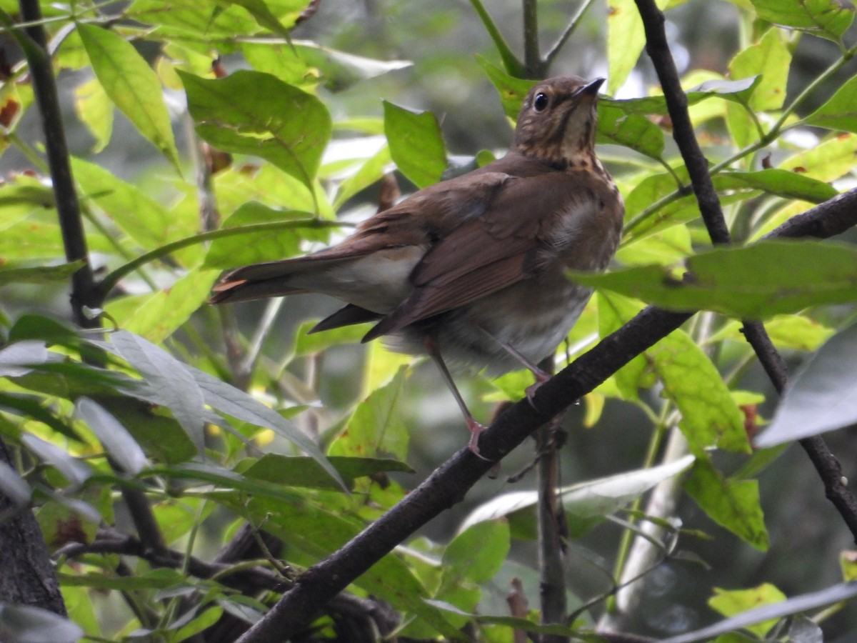 Catharus sp. - ML643018627