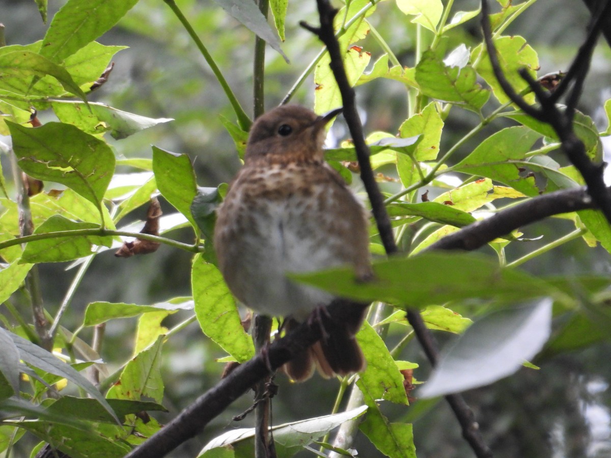 Catharus sp. - ML643018628