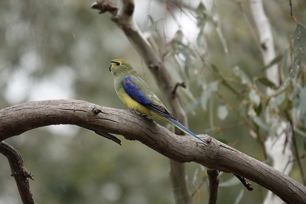 Blue-winged Parrot - ML643018629