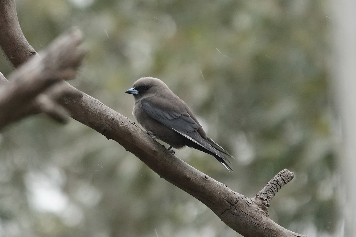 Dusky Woodswallow - ML643018637