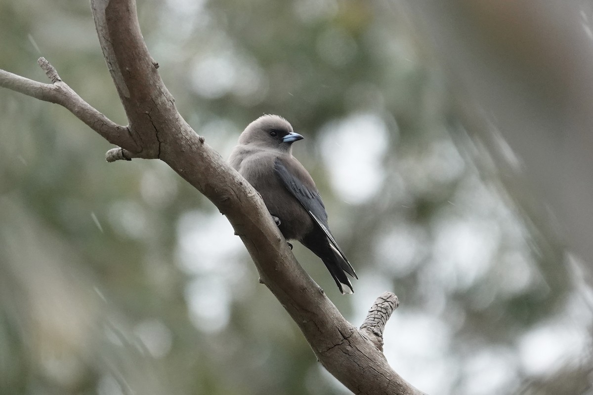 Dusky Woodswallow - ML643018638