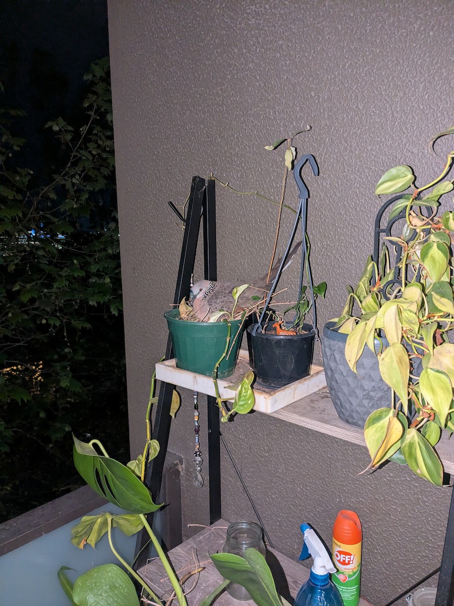 Spotted Dove (Eastern) - ML643018653