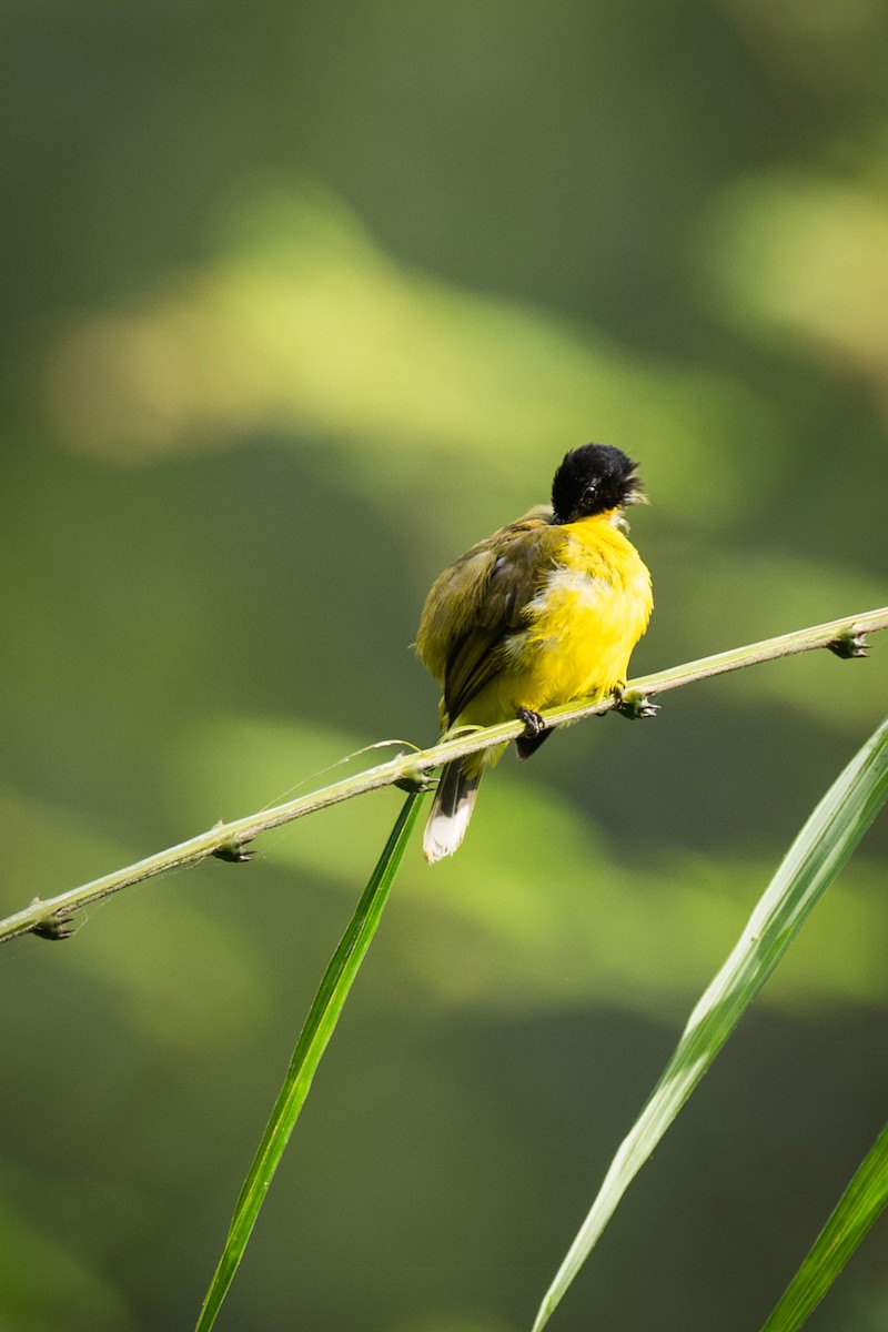 Black-capped Bulbul - ML643018661