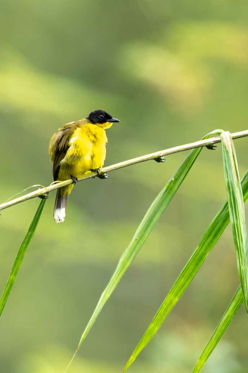 Black-capped Bulbul - ML643018662