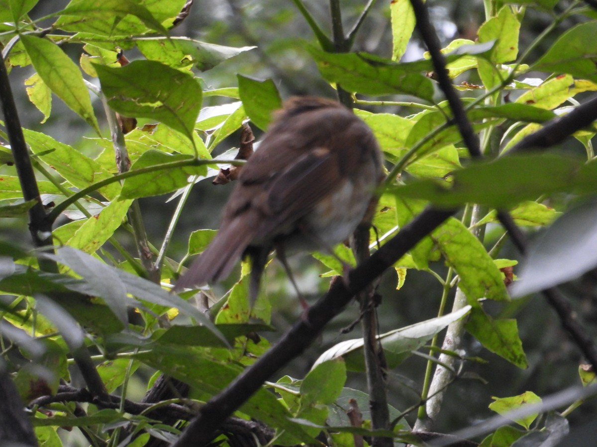 Catharus sp. - ML643018667