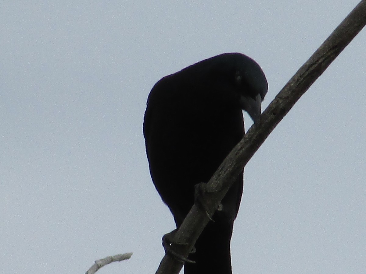 Common Grackle - ML643018669