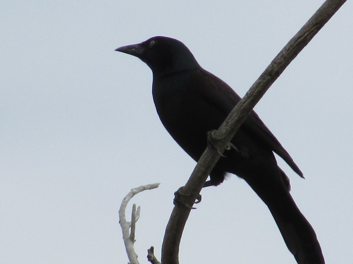 Common Grackle - ML643018670