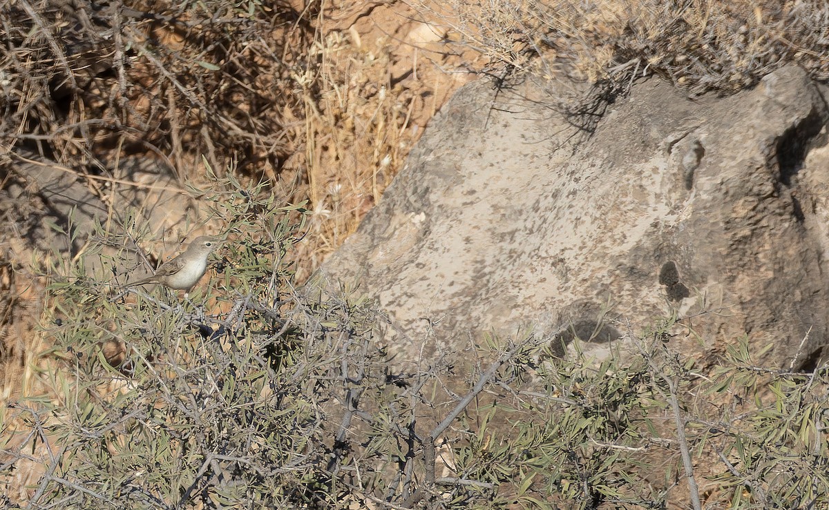 Upcher's Warbler - ML643018676