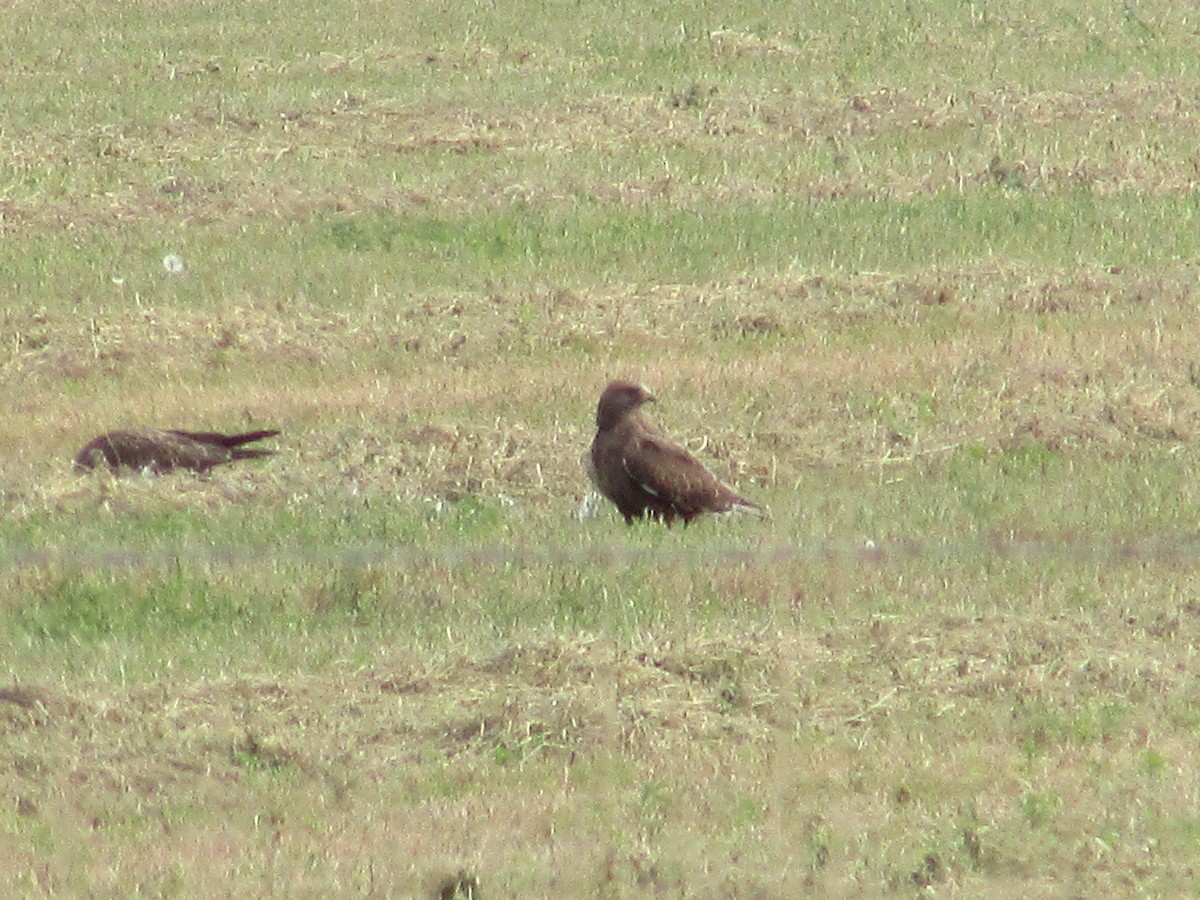 Swainson's Hawk - ML643018681