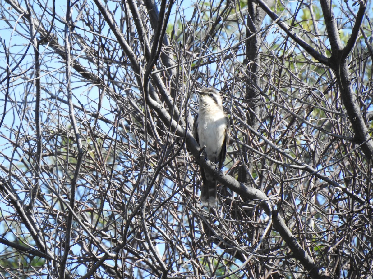 Black-eared Cuckoo - ML643018685