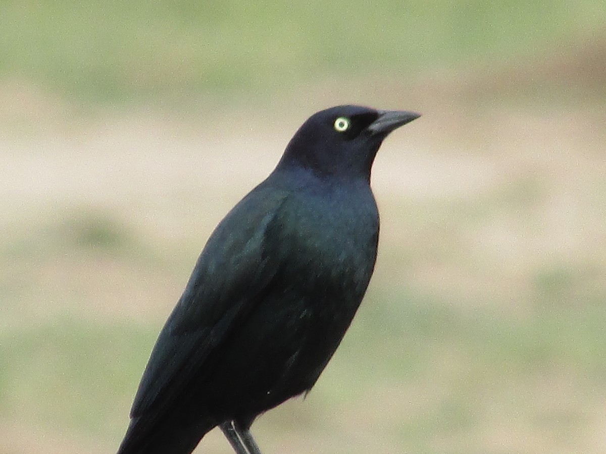 Brewer's Blackbird - ML643018688