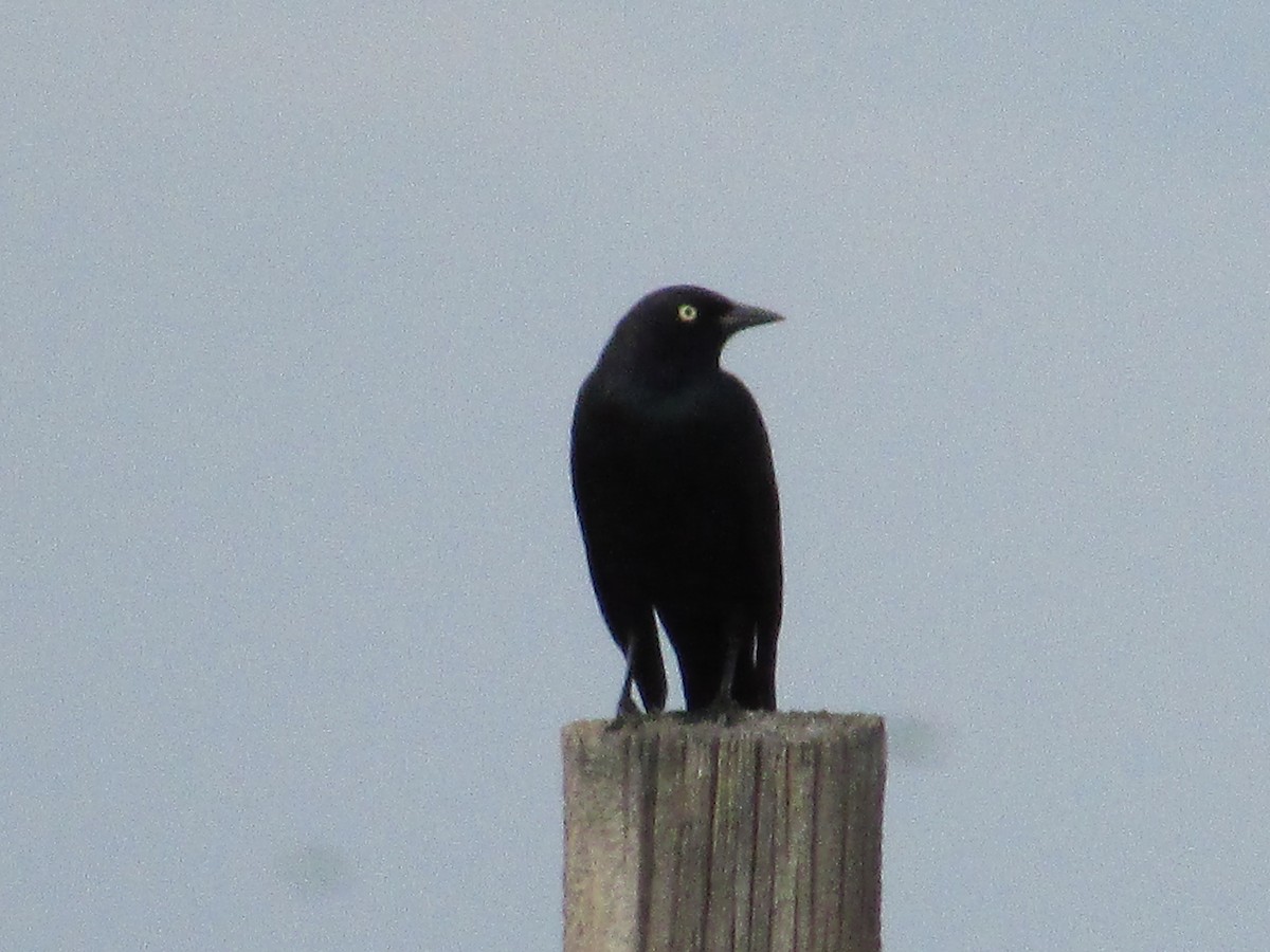Common Grackle - ML643018689
