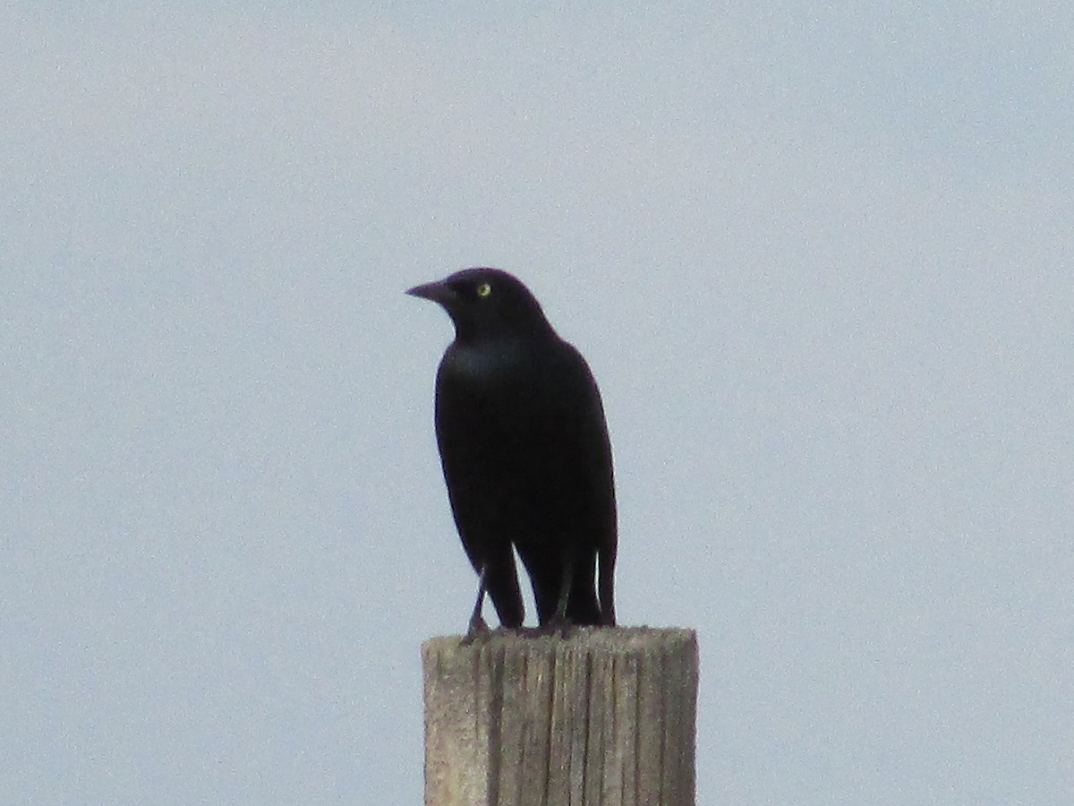 Common Grackle - ML643018690