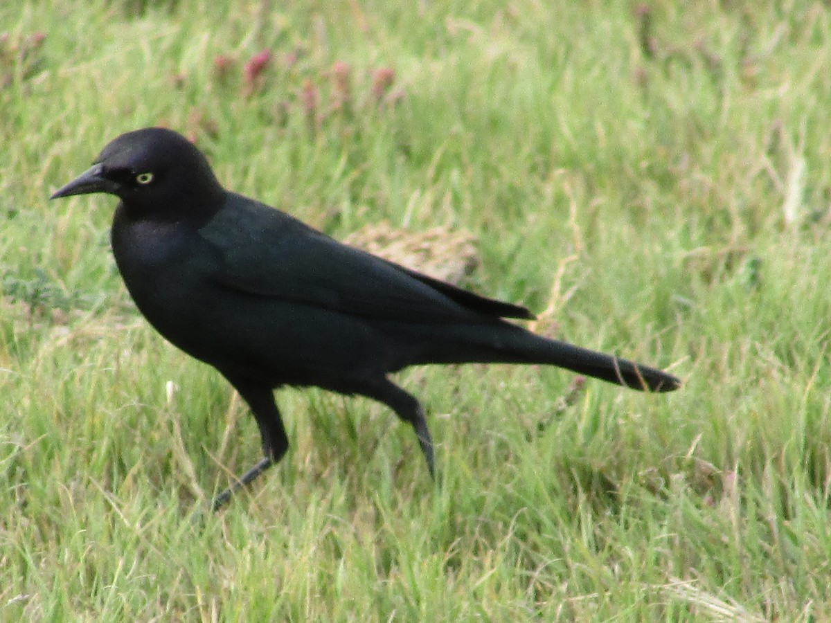 Brewer's Blackbird - ML643018691