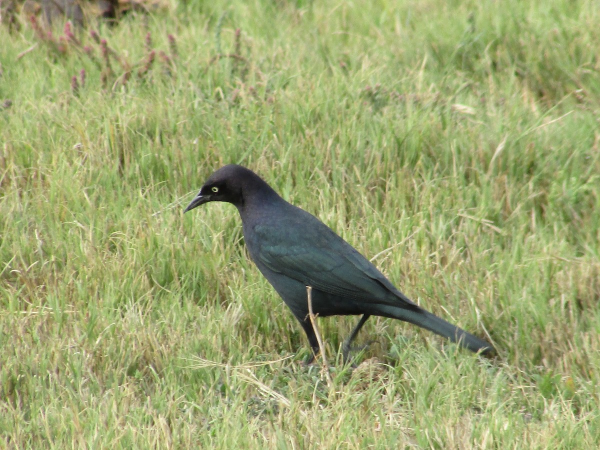 Brewer's Blackbird - ML643018692
