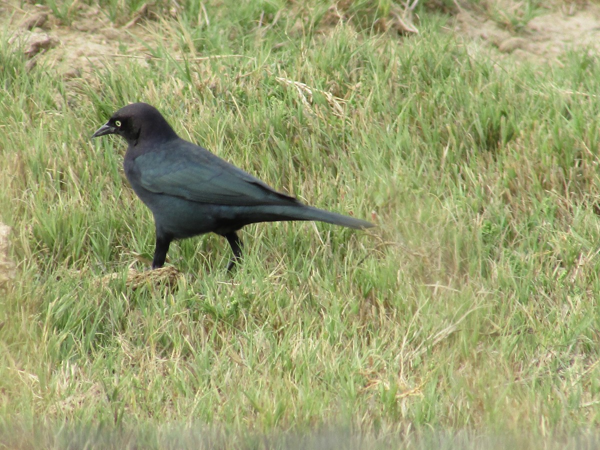 Brewer's Blackbird - ML643018693