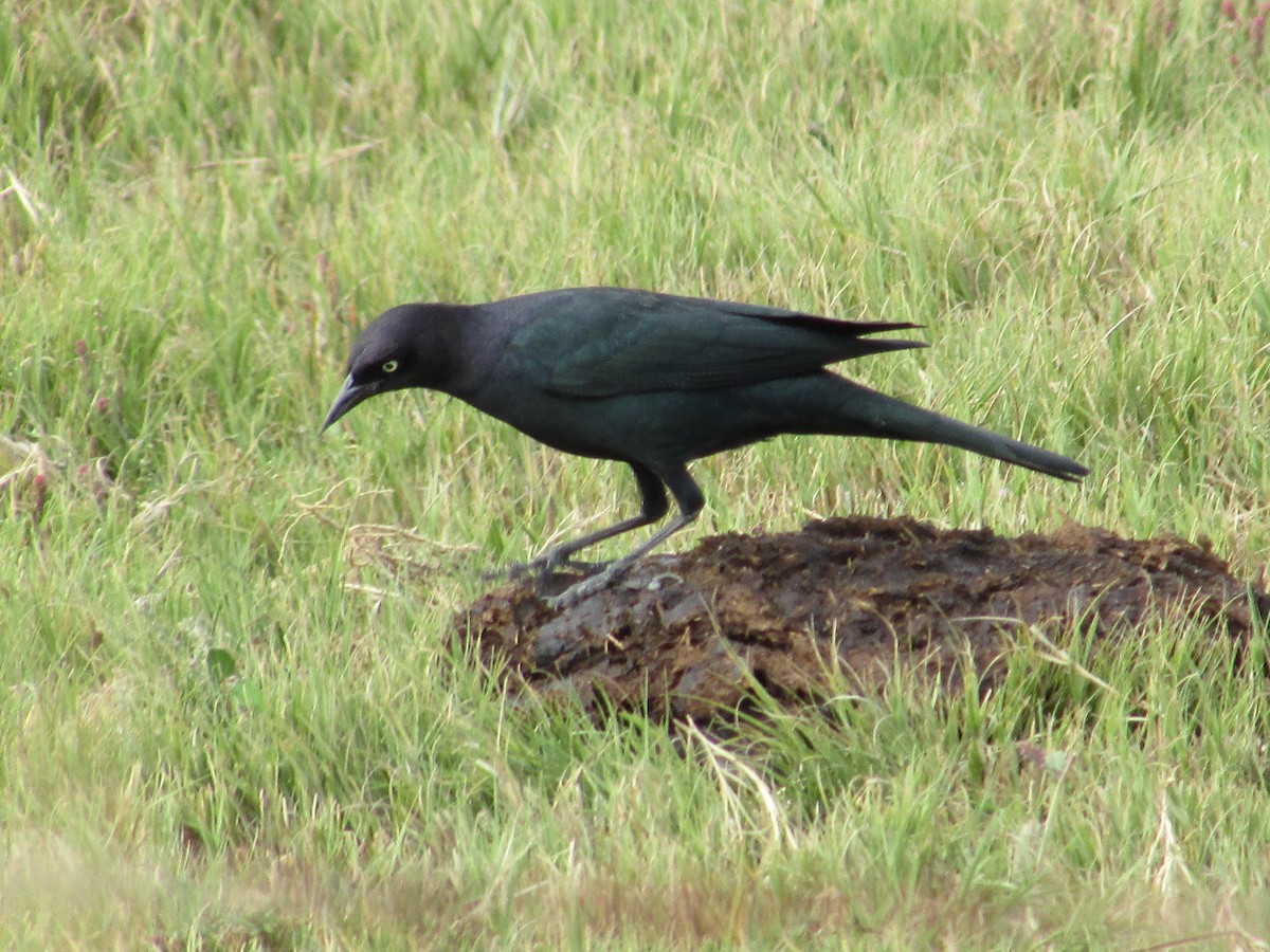 Brewer's Blackbird - ML643018694