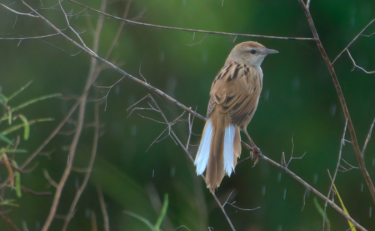Striated Grassbird - ML643018716