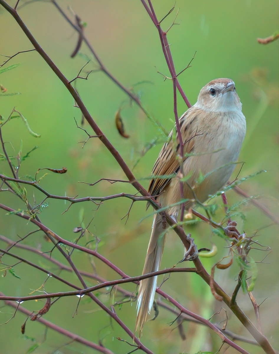 Striated Grassbird - ML643018717