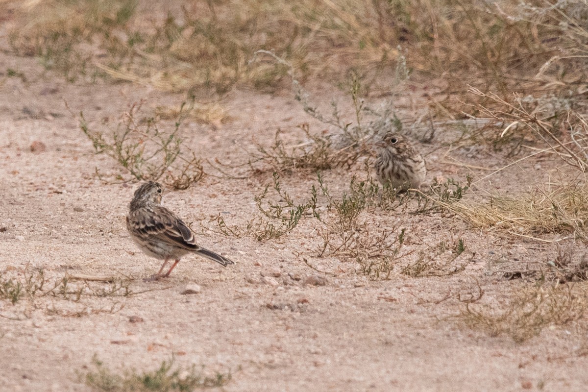 Vesper Sparrow - ML643018753