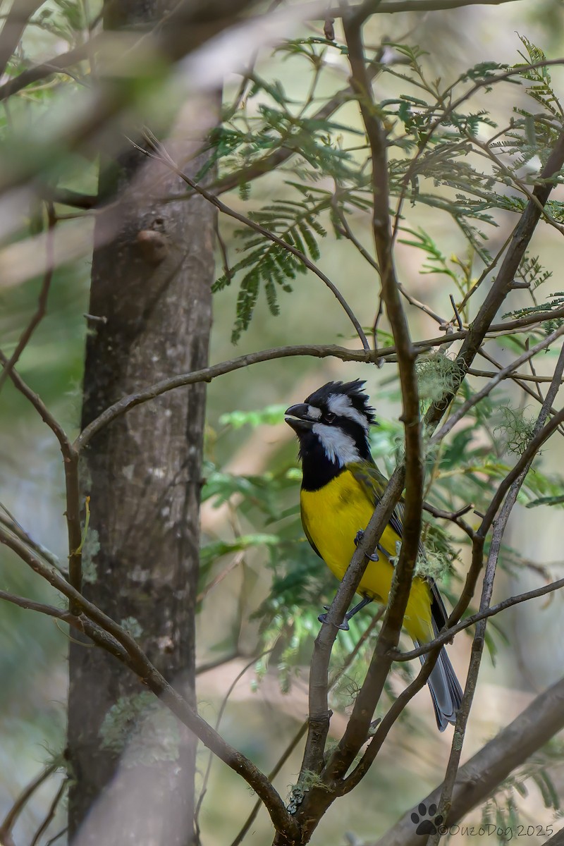 Eastern Shrike-tit - ML643018775