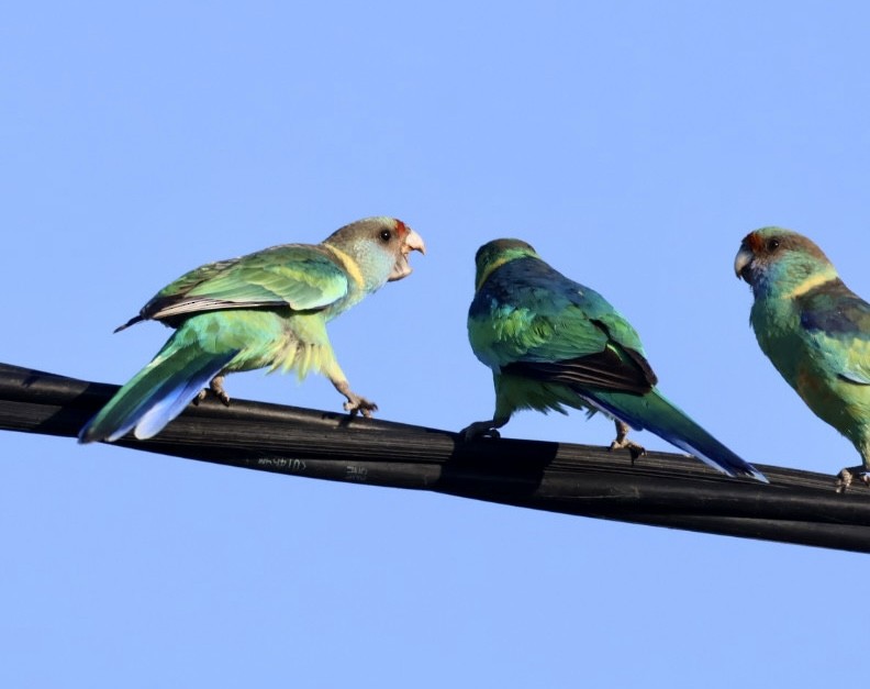 Australian Ringneck - ML643018780