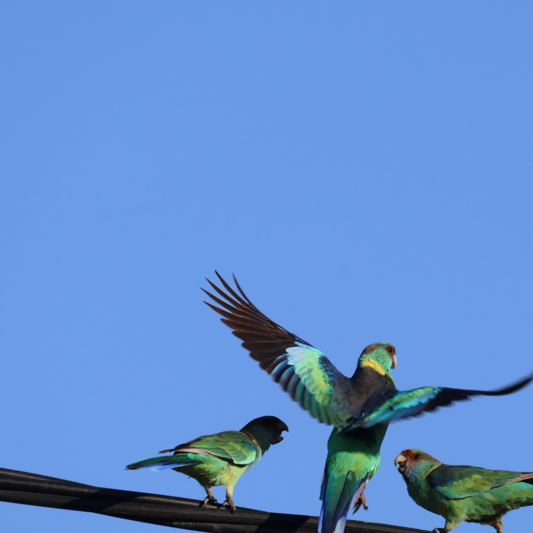 Australian Ringneck - ML643018781