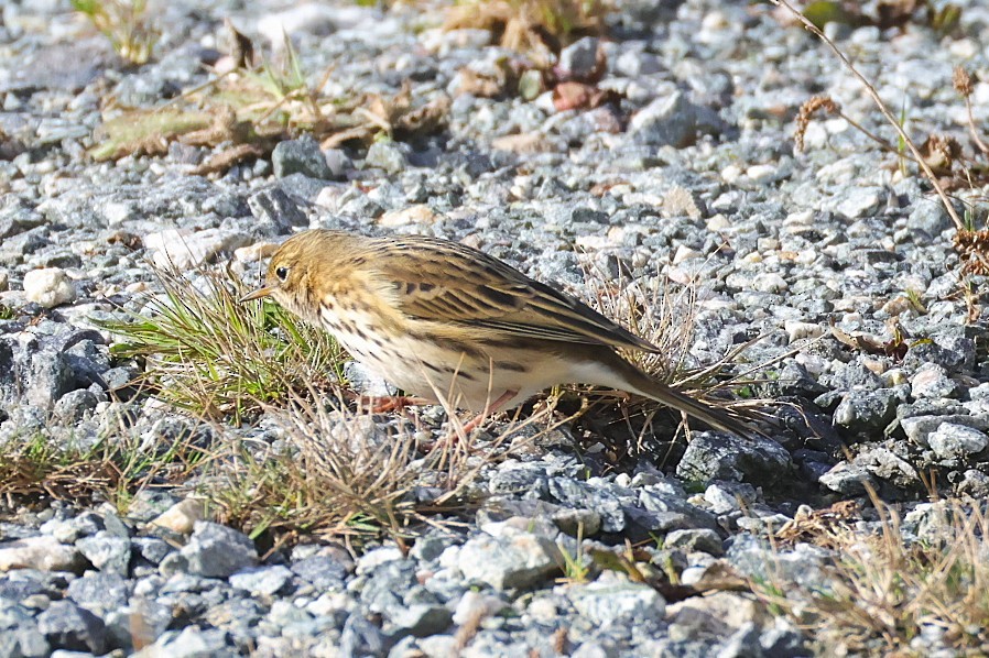 Meadow Pipit - ML643018782