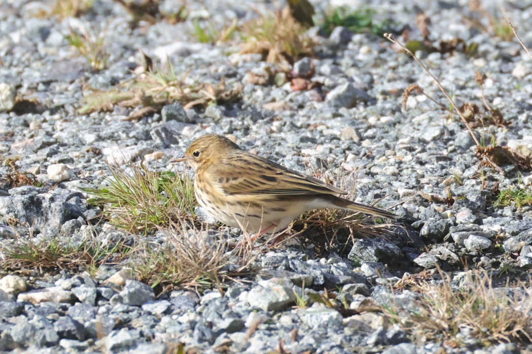 Meadow Pipit - ML643018783