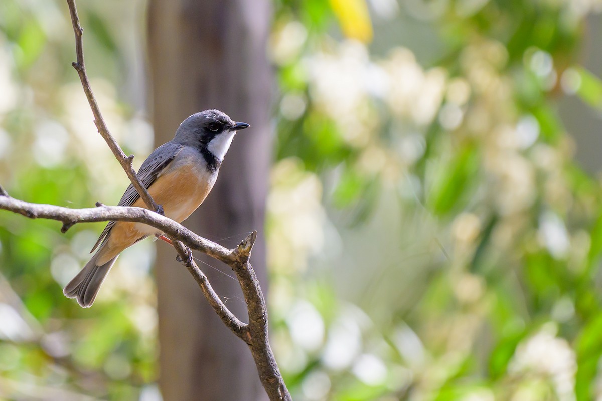 Rufous Whistler - ML643018784