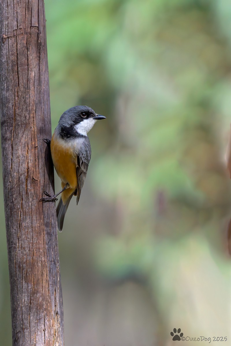 Rufous Whistler - ML643018785
