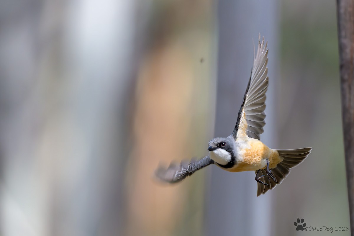 Rufous Whistler - ML643018786