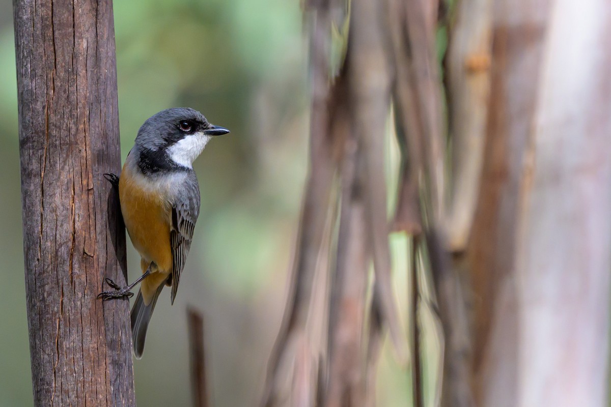 Rufous Whistler - ML643018787