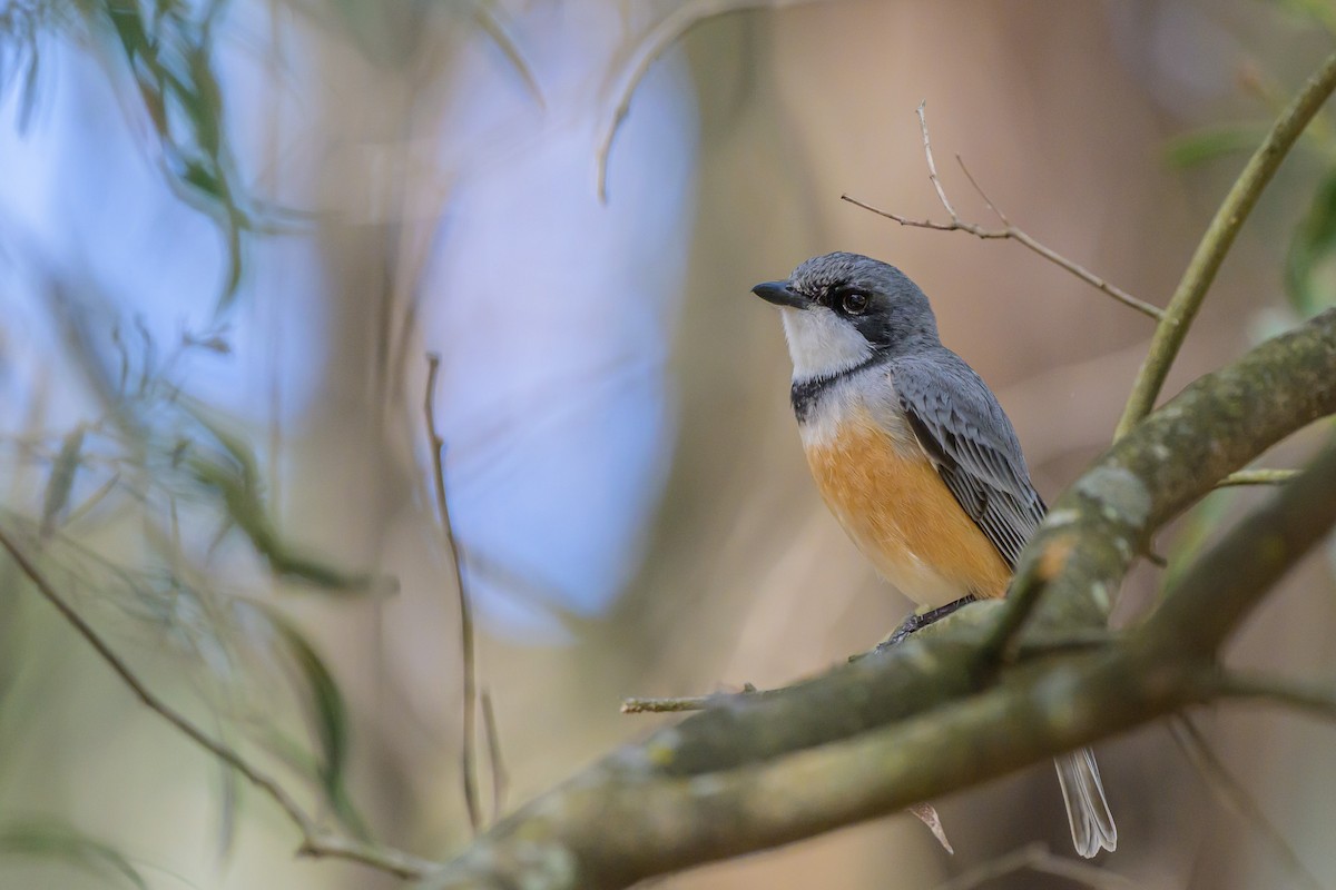 Rufous Whistler - ML643018788