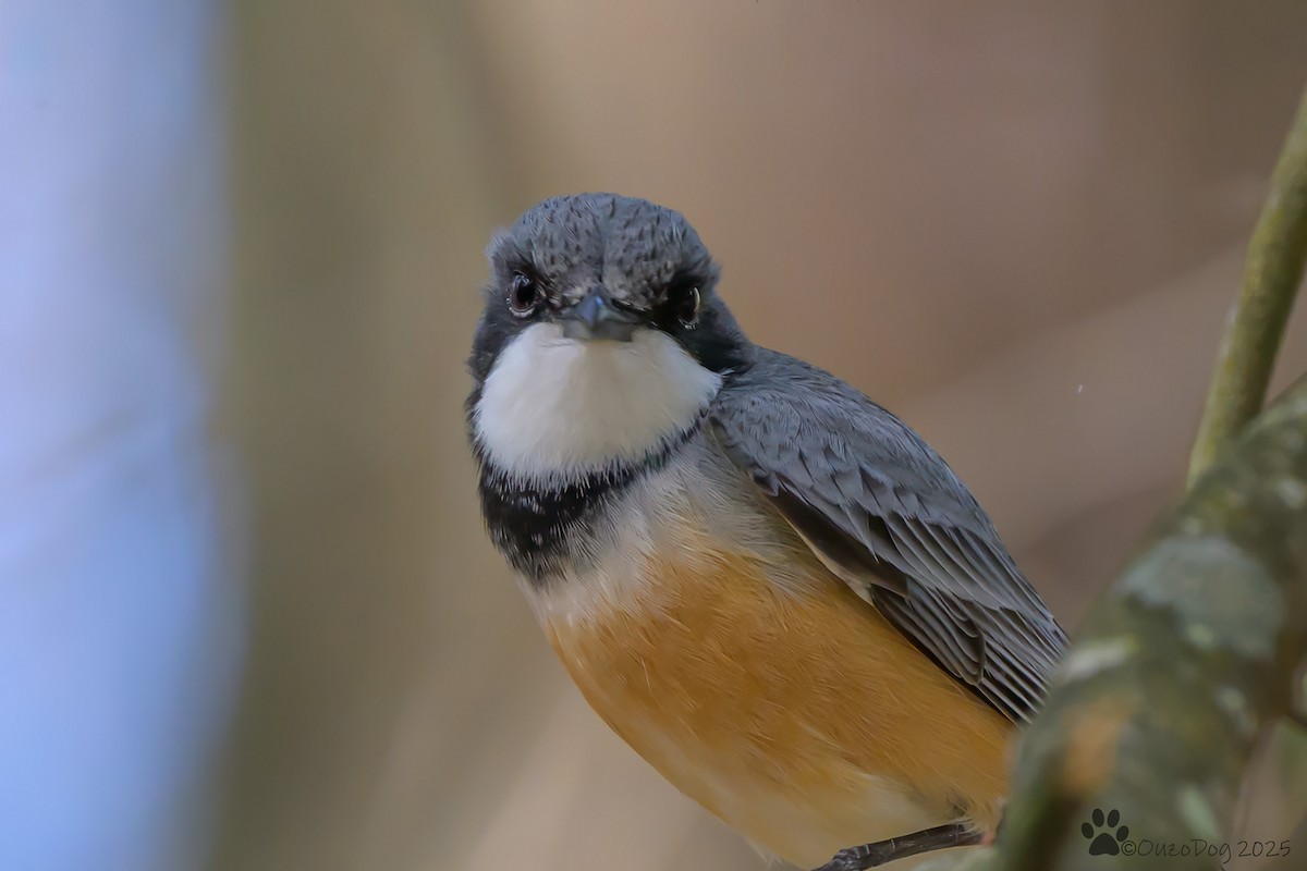 Rufous Whistler - ML643018789