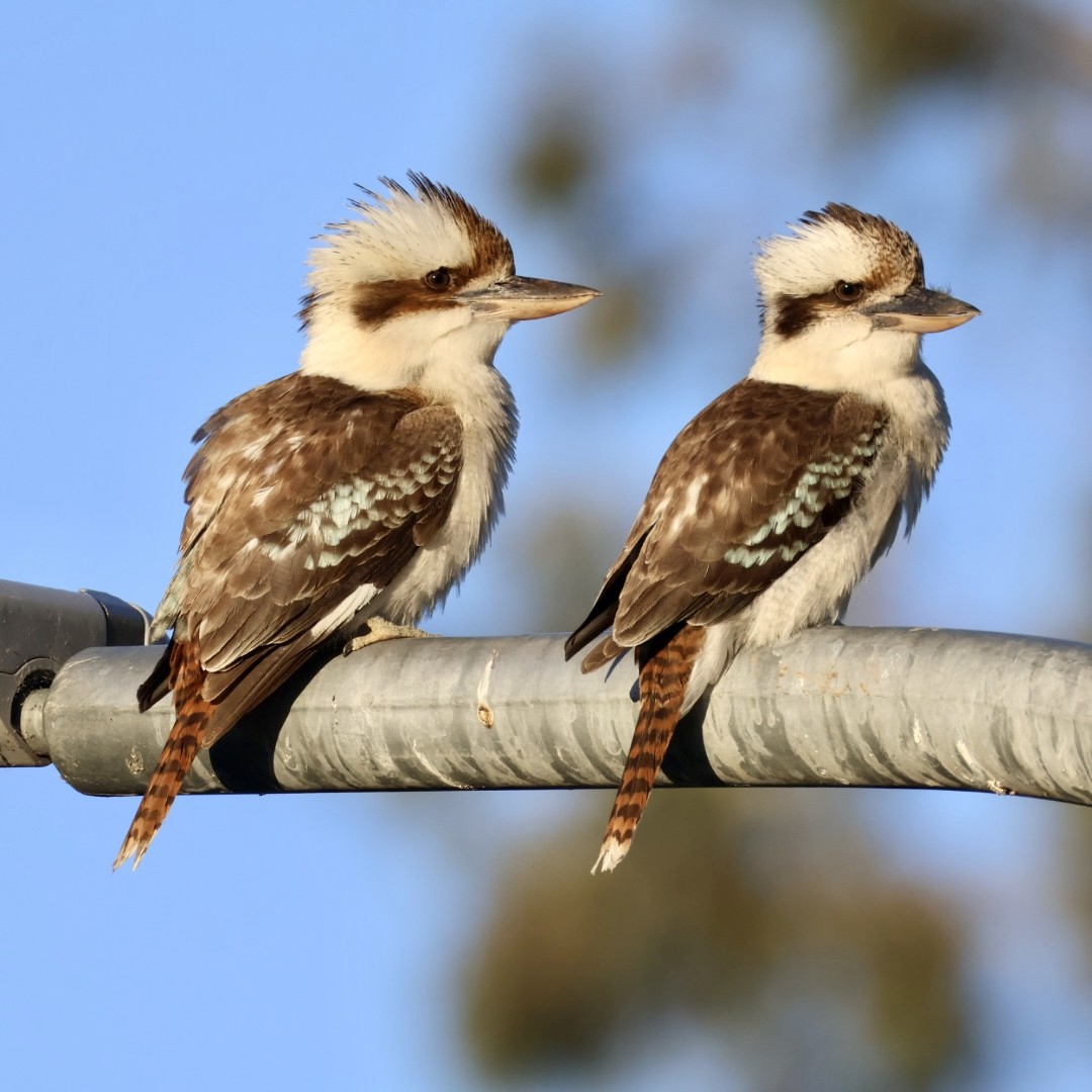 Laughing Kookaburra - ML643018790