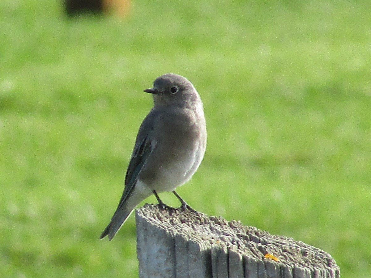 Mountain Bluebird - ML643018792