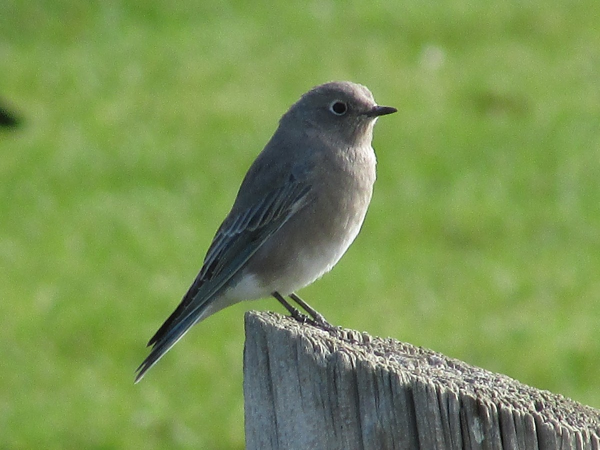Mountain Bluebird - ML643018793