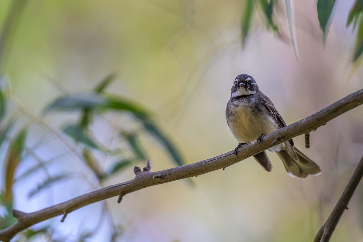 Gray Fantail - ML643018794