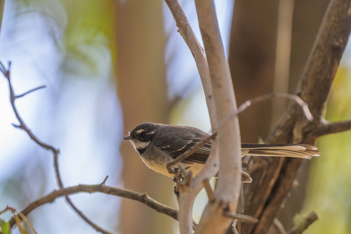 Gray Fantail - ML643018795
