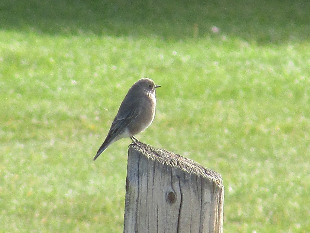 Mountain Bluebird - ML643018796